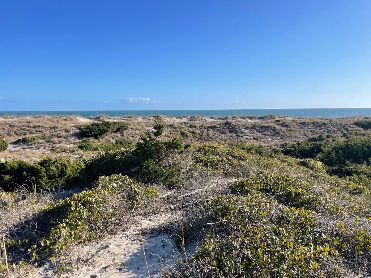 Where the Dunes Meet the Sea
